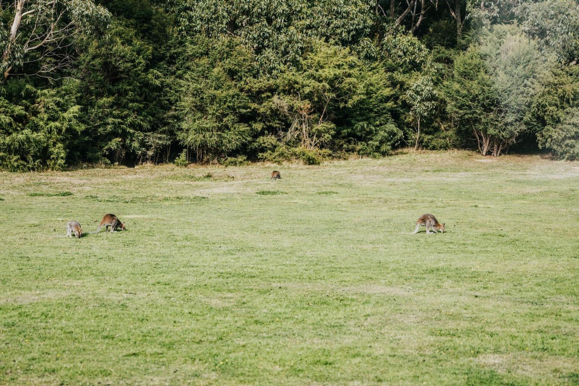 Alkina Lodge Nuru Wattle Hill Buitenkant foto
